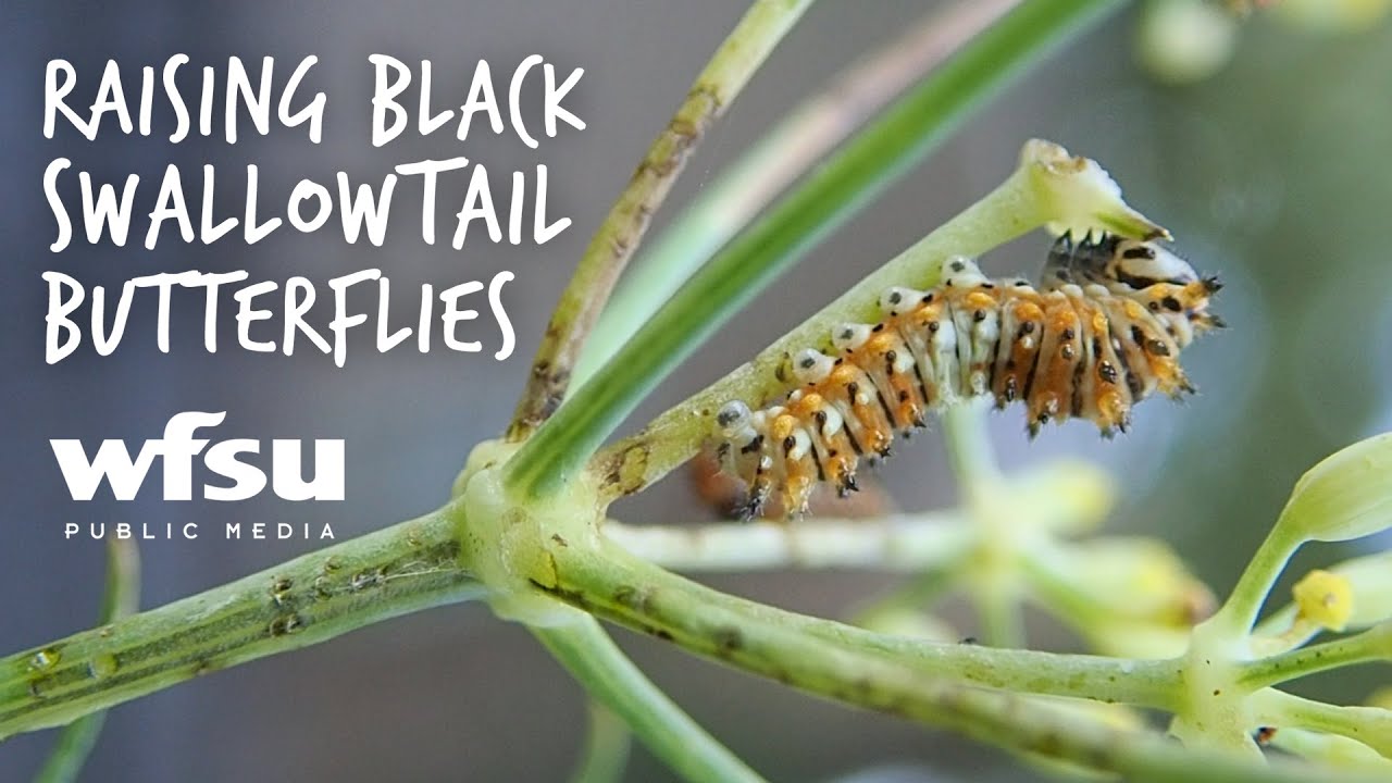 How To Tell Male And Female Black Swallowtail Butterflies Apart Youtube