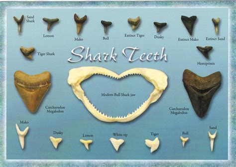 Identification Sharks Teeth Chartsharks Teeth Identification Chart