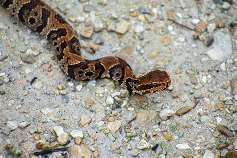 Juvenile Water Moccasin R Snakes