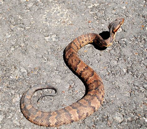 Juvenile Western Cottonmouth Water Moccasin Agkistrodon P Flickr