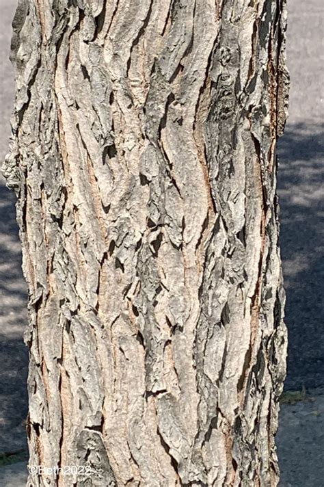 Kentucky Coffee Tree Bark