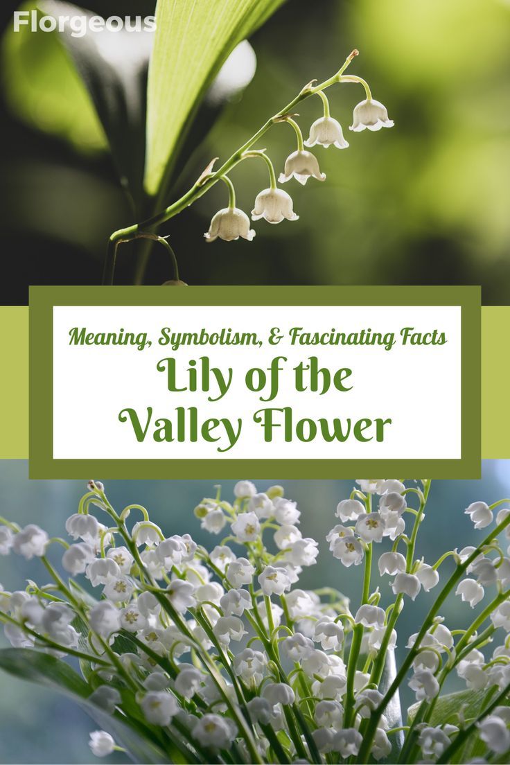 Lily Of The Valley Meaning Symbolism And Characteristics