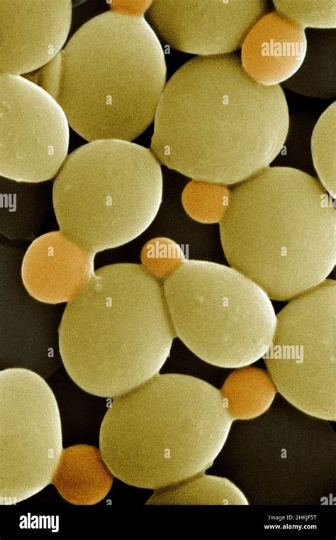 Lm Of Saccharomyces Cerevisiae Stock Photo Alamy