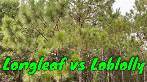 Loblolly Vs Longleaf: Choose Best Tree