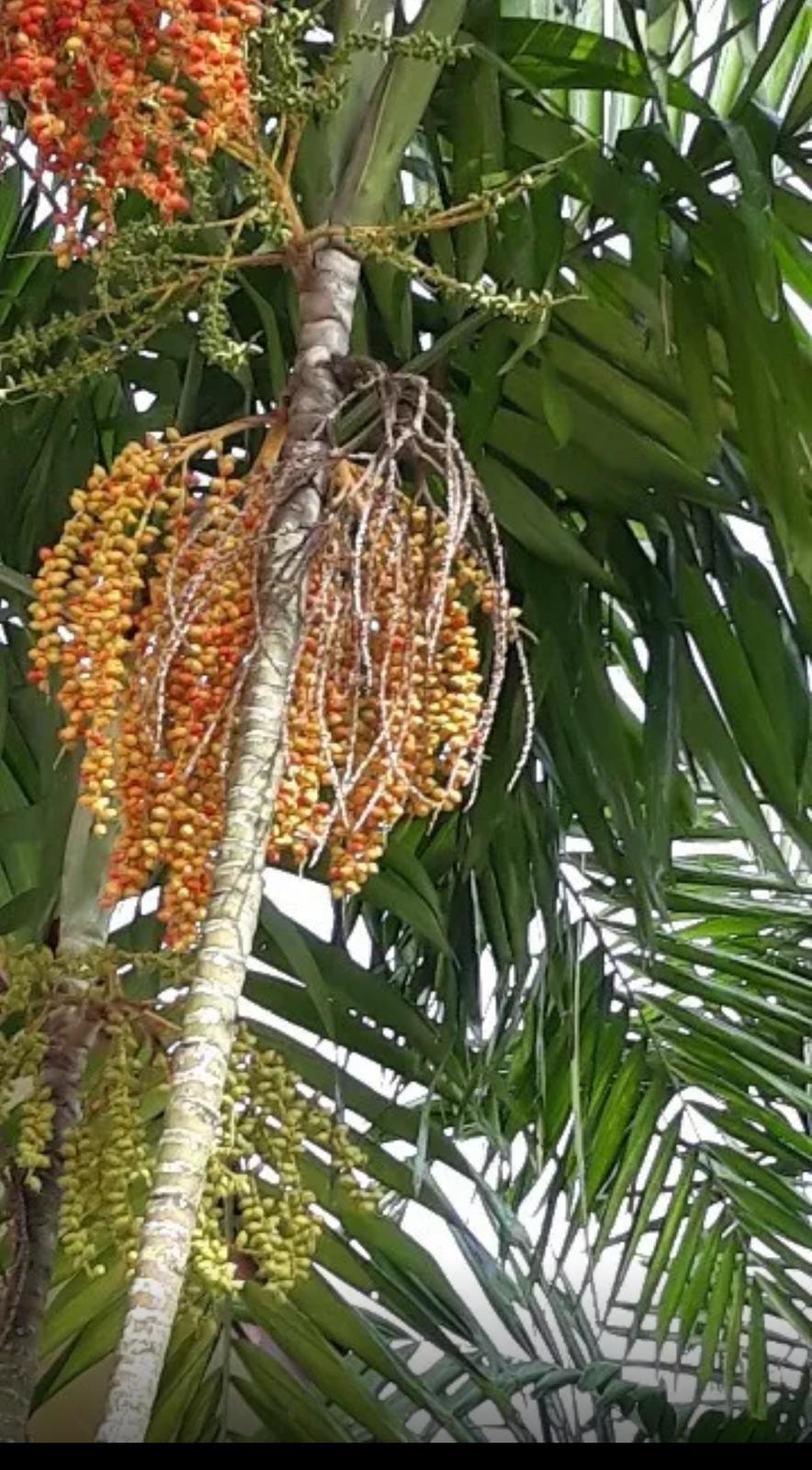 Macarthur Palm Ptychosperma Macarthurii Plants Miami