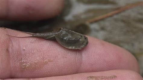 Macro View Triops Longicaudatus Flattened Shieldlike Stock Footage