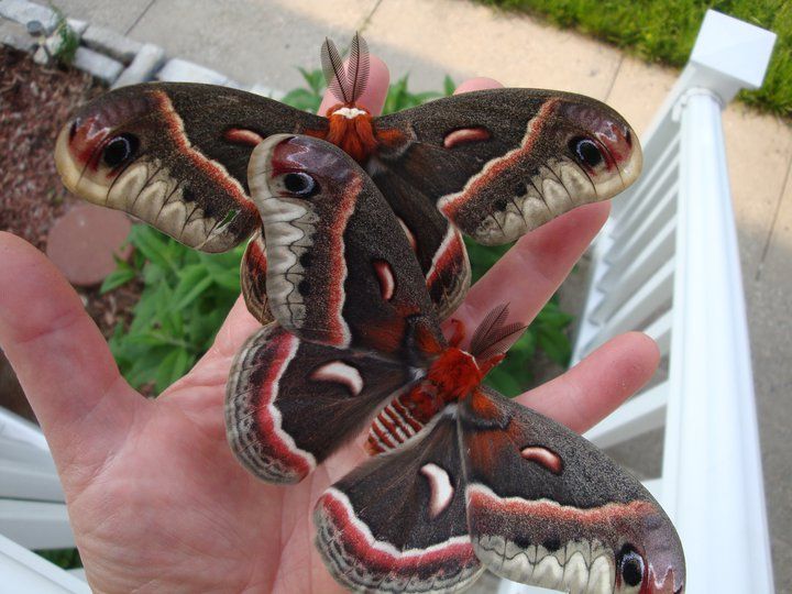 Mary Lemmink Lawrence Amp 39 S Story I Have Been Raising Cecropia Moths For