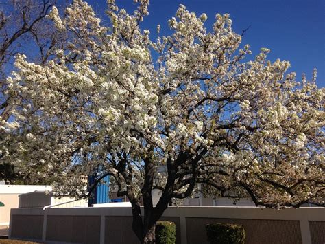 Mexican Plum Tree