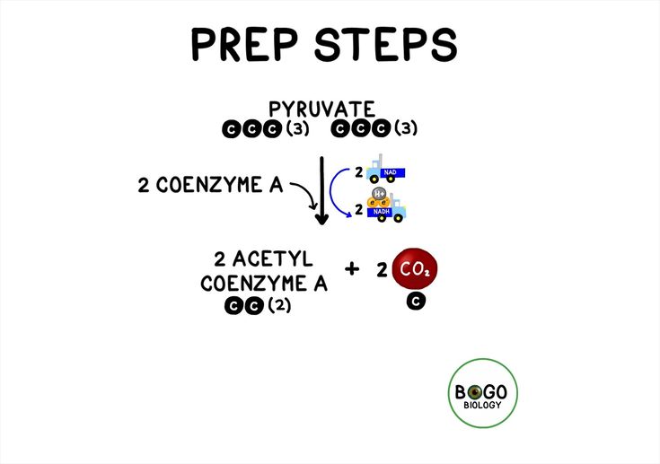 Midi Prep Steps