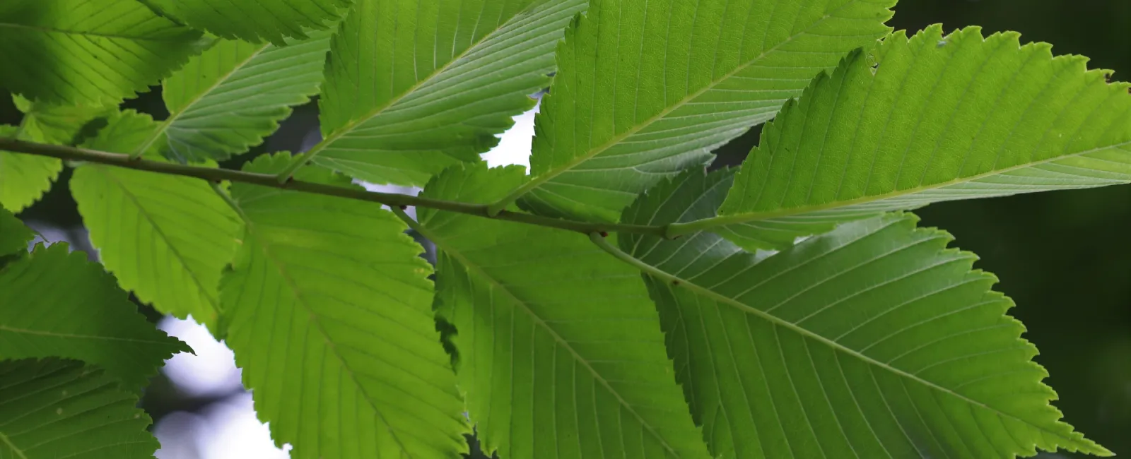 My Perspective Tree Identification