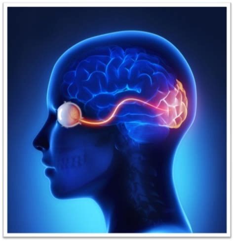 Neuro Ophthalmology Ophthalmology Stanford Medicine