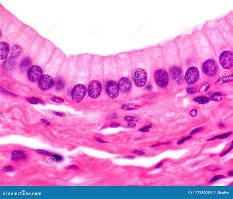 Nonciliated Pseudostratified Columnar Epithelium