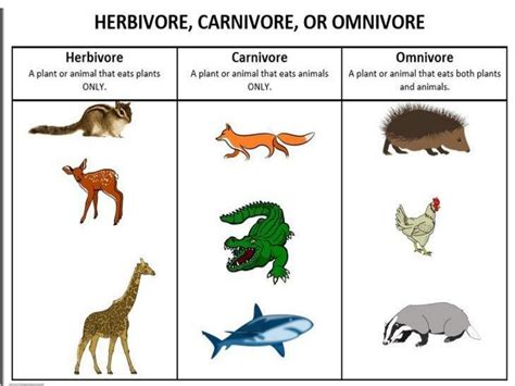 Omnivores Animals Name List Insects, Birds, Aquatic, 48% Off