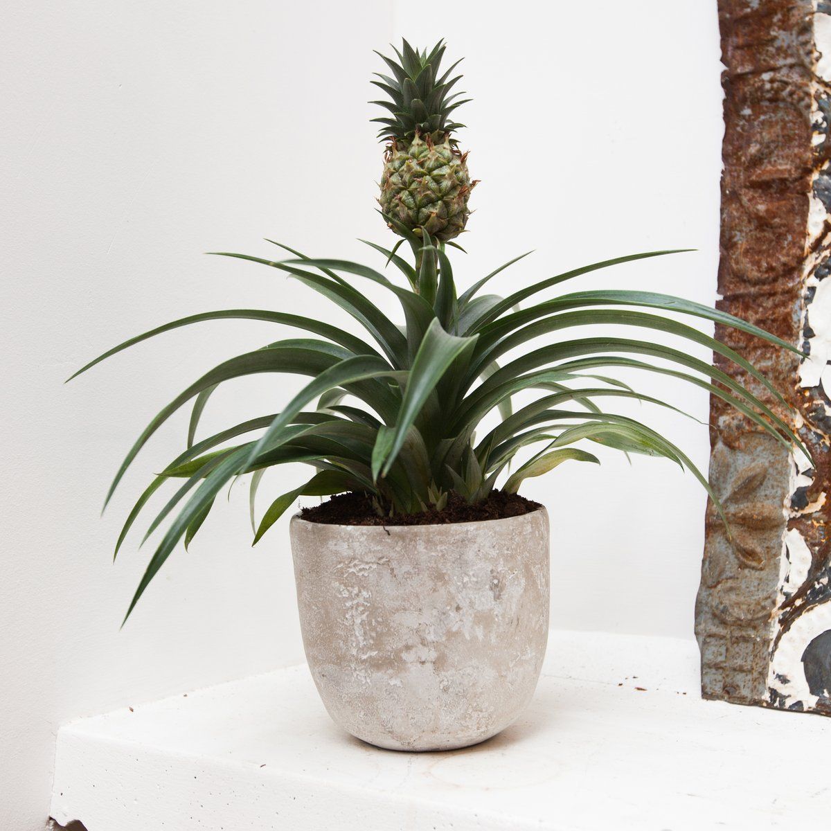 Ornamental Pineapple Plant