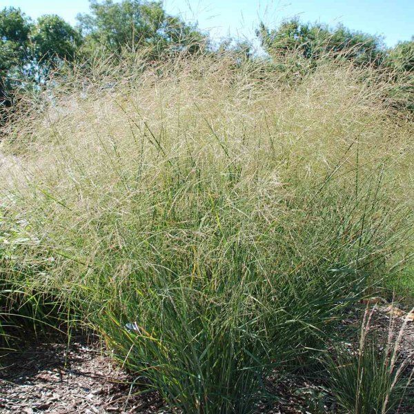 Panicum Virgatum Carthage Proso R Zgowate Carthage