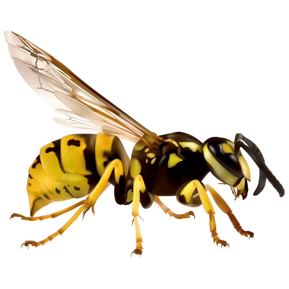 Paper Wasp Prevention Exterminators Wasp Png Flyclipart