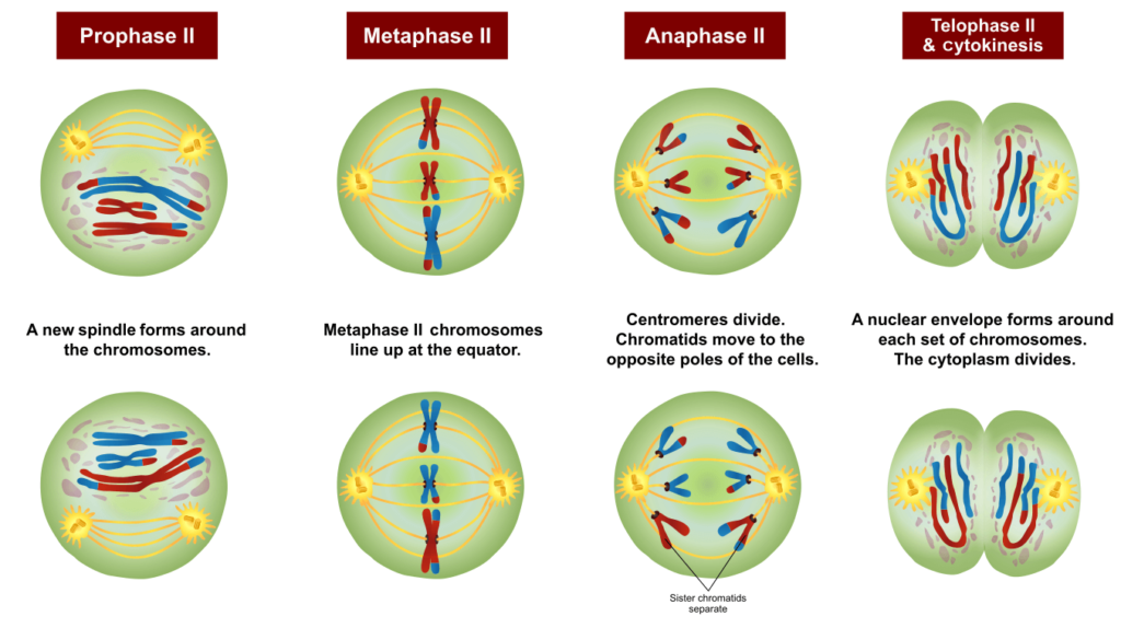 Phases Of Meiosis And Descriptions