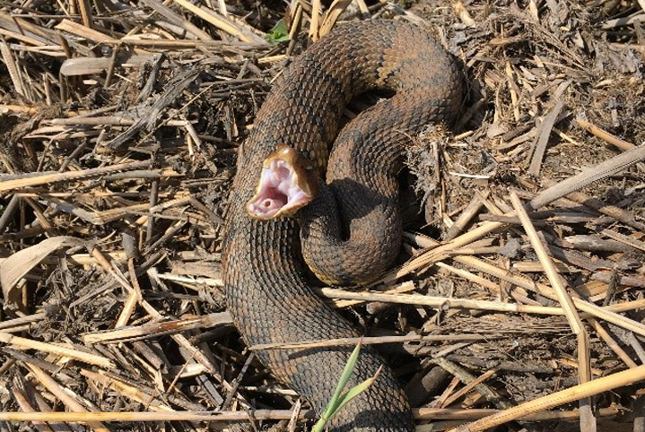 Poisonous Water Snakes