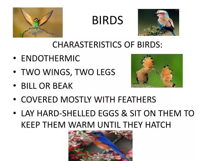 Ppt Birds Powerpoint Presentation Id 2133490