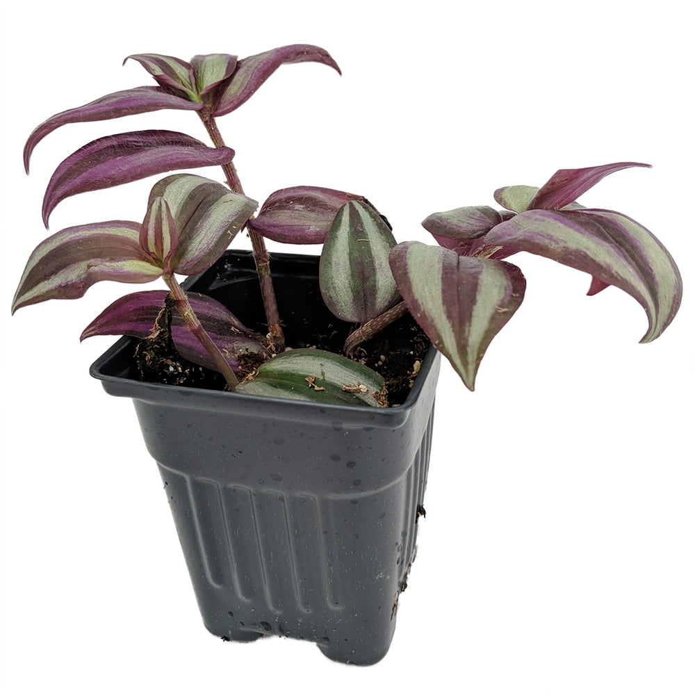 Purple Wandering Jew Easy To Grow House Plant 4 Amp Quot Pot Walmart Com