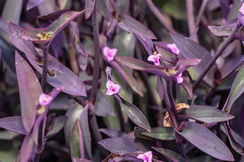 Purple Wandering Jew