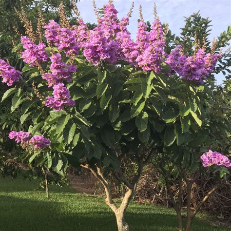 Queen Crepe Myrtle