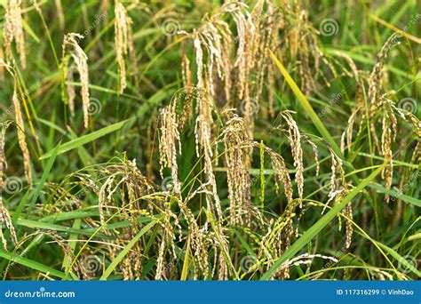 Rice In Bad Condition Caused By Insect And Pest Royalty Free Stock