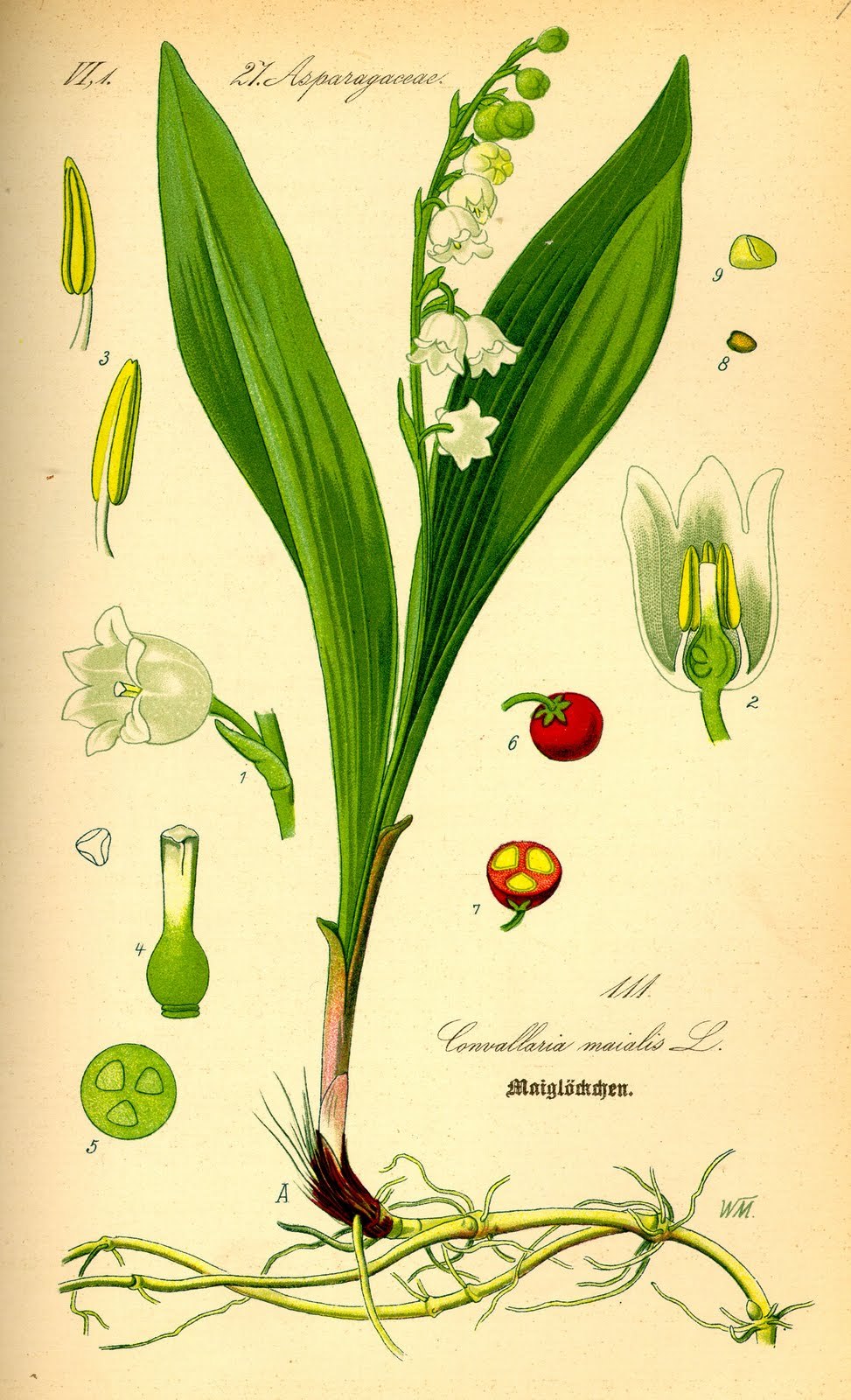 Scientific Illustration Thepoisondiaries Lily Of The Valley All