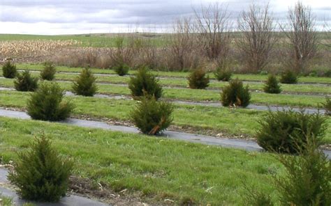 Shelter Belts: Reduce Soil Erosion