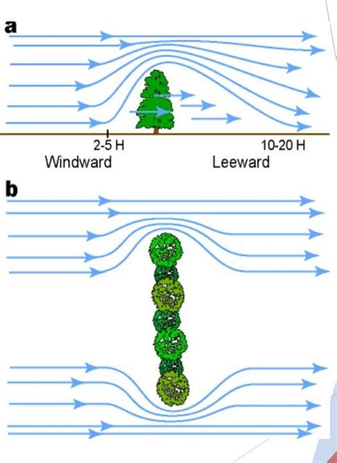 Shelter Belts To Reduce Erosion Download Scientific Diagram