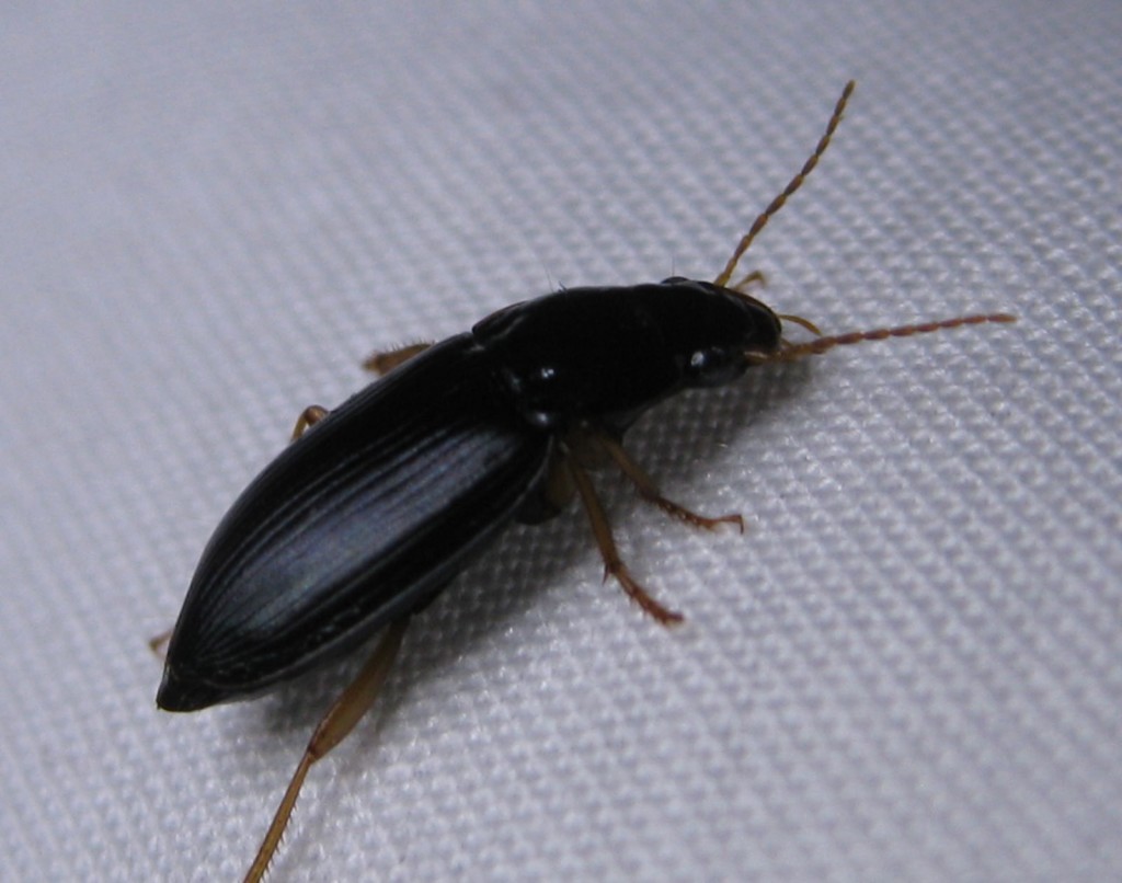 Small Black Beetle Guide: Id & Control