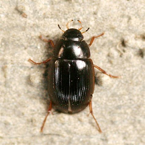 Small Black Beetle