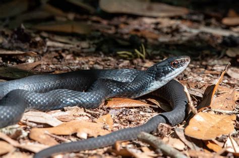 Snakes In Central Florida: Id Guide