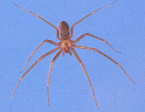 Southern House Spider