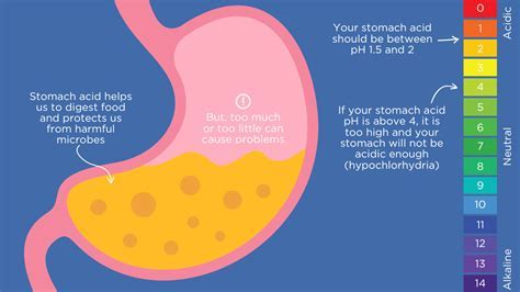 Stomach Acid Insights: Microscope Reveals Secrets