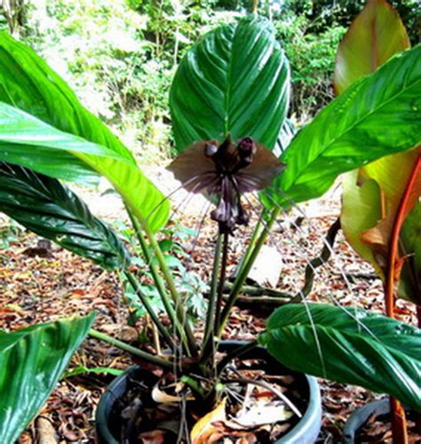 Tacca Bat Flower Black Tacca Chantrieri 5 Seeds Etsy