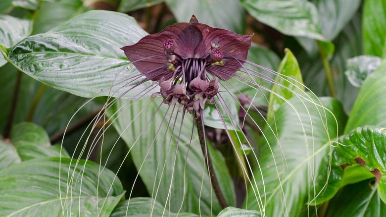 The Bat Flower Is A Rare Bloom That Is Worth The Extra Effort To Grow