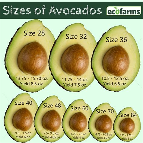 The Calories Of A Small Avocado