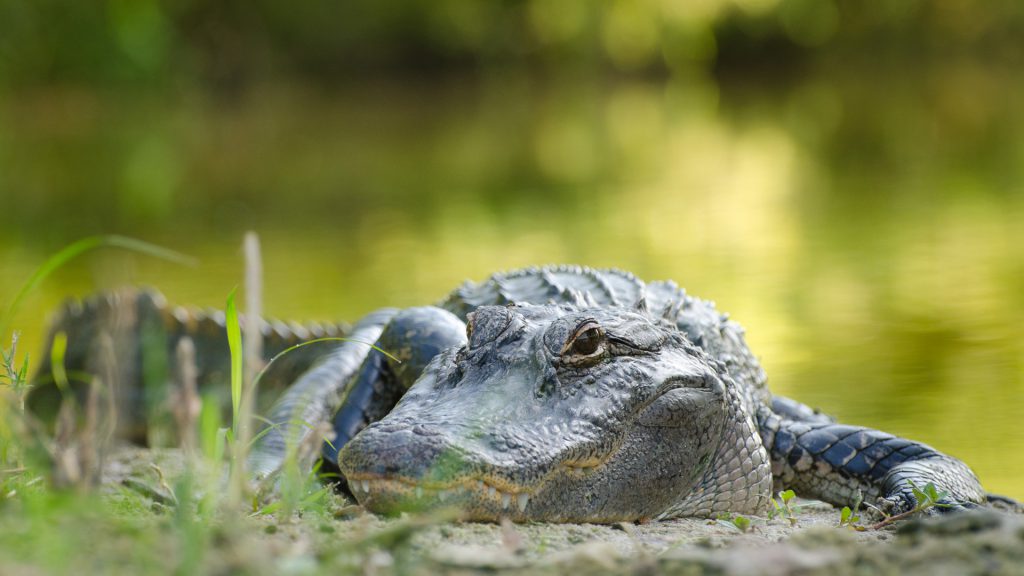 University Of Florida Iacuc