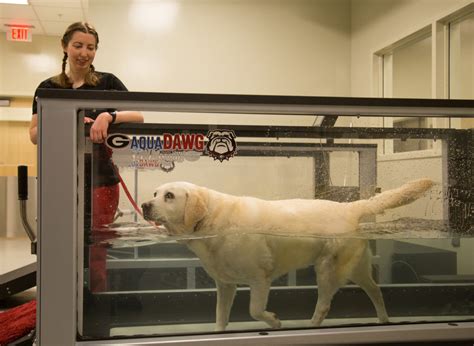 University Of Georgia Vet Clinic