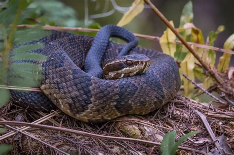 Water Moccasin Snakes Removal Amp Control In Virginia