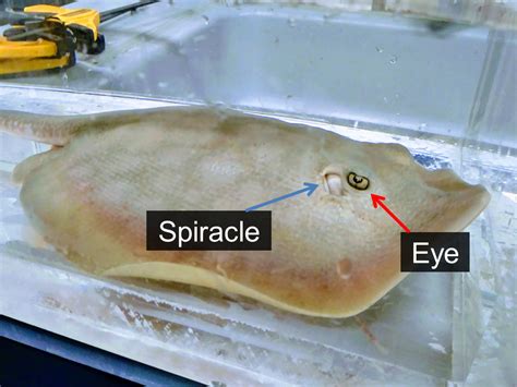 What Affects Squid Stingrays? Balance Restored