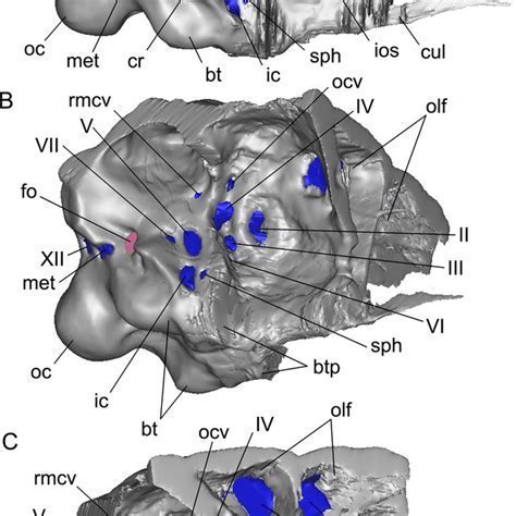 What Is Pan Troglodytes Braincase Volume? Size Matters