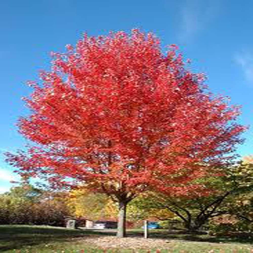 What Is Red Maple Armstrong? Disease Prevention Tips