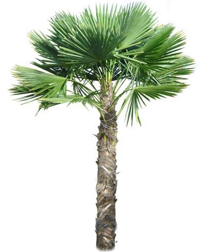 What Is Windmill Palm Tree Care? Easy Tips