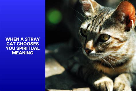 When A Stray Cat Chooses You Spiritual Meaning Uncovered