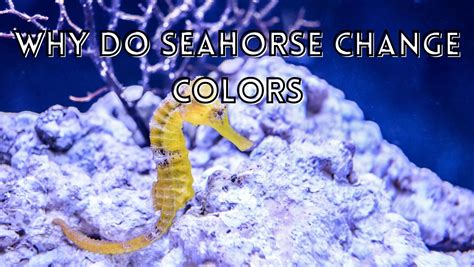 When Do Seahorses Change Color? Expert Insights