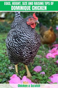 White Rock Chicken Eggs Height Size And Raising Tips