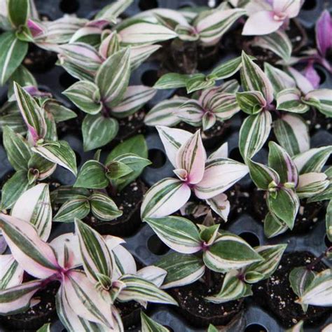 Wholesale Tradescantia Rooted Plug Liners