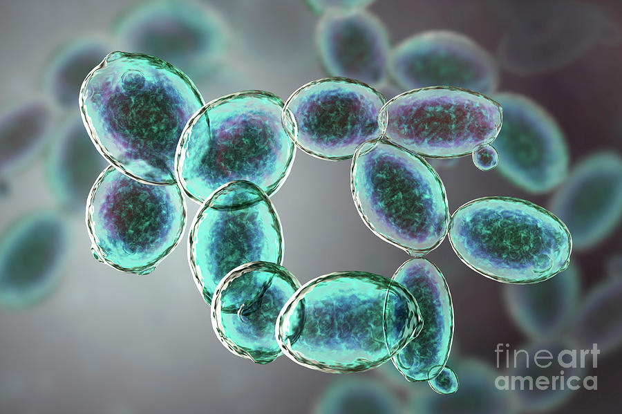 Yeast Saccharomyces Cerevisiae Photograph By Kateryna Kon Science Photo